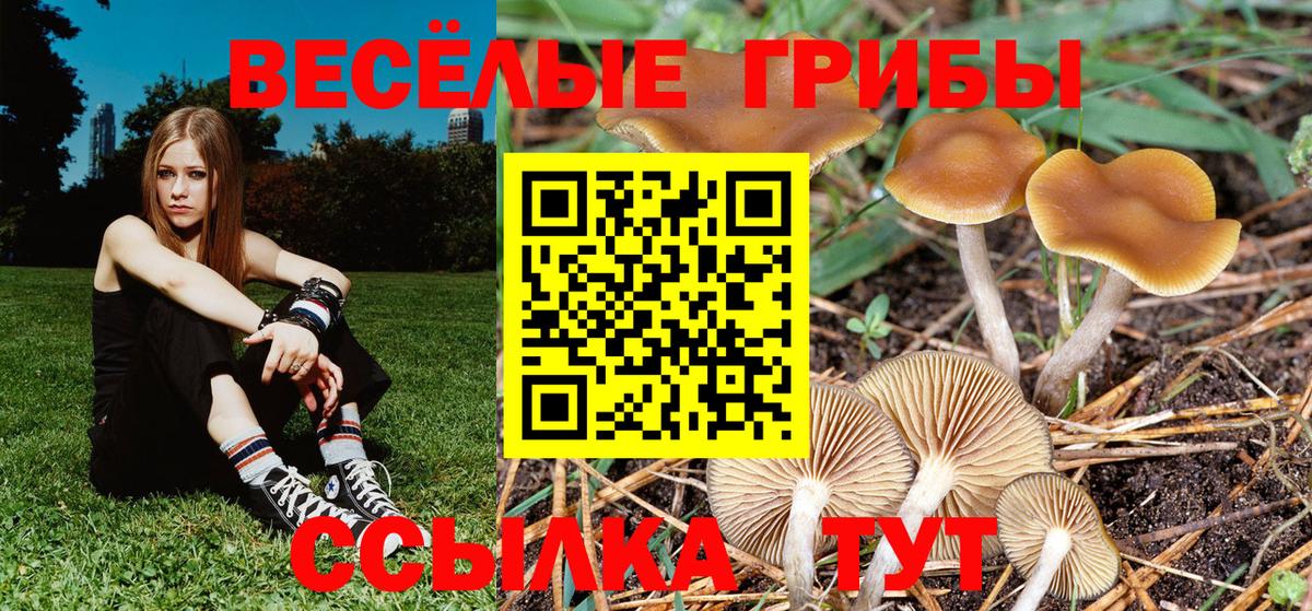 Галлюциногенные грибы Psilocybine cubensis Вышний Волочёк