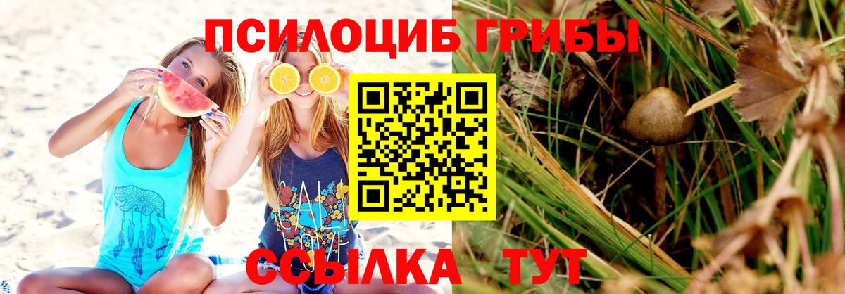 Псилоцибиновые грибы Cubensis  купить наркоту  Вышний Волочёк 